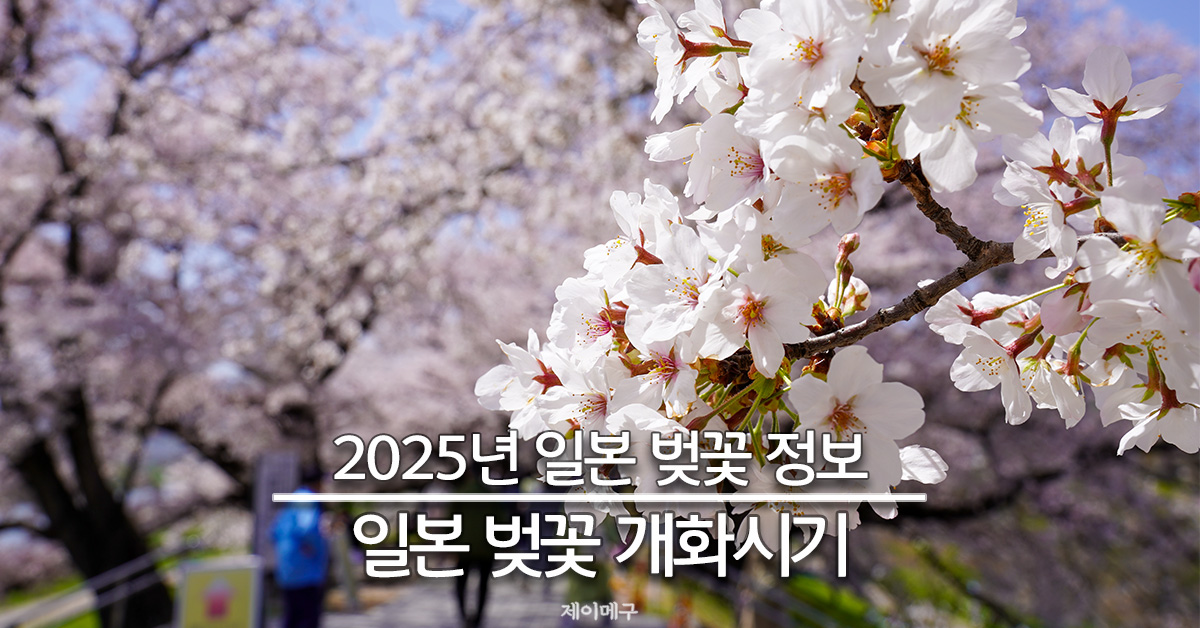 2025 일본 벚꽃 개화시기 총정리 대표