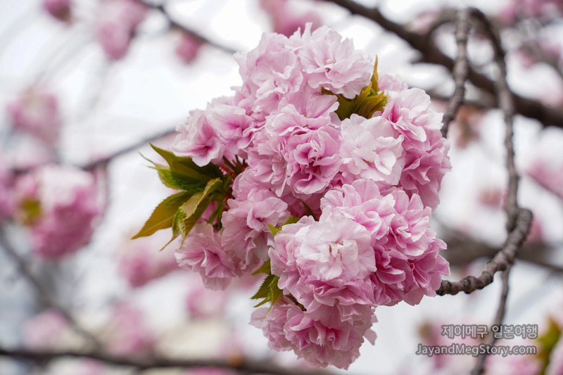 오사카 벚꽃 명소