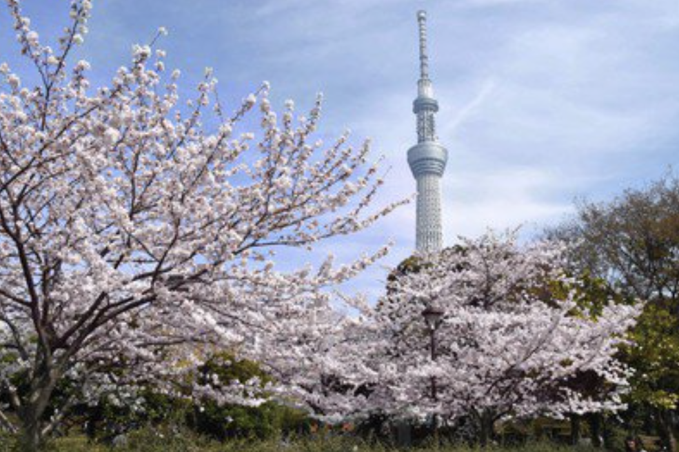 도쿄 벚꽃 명소 스미다 공원