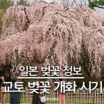 2026년 교토 벚꽃 개화 시기 및 만개 예상일 대표